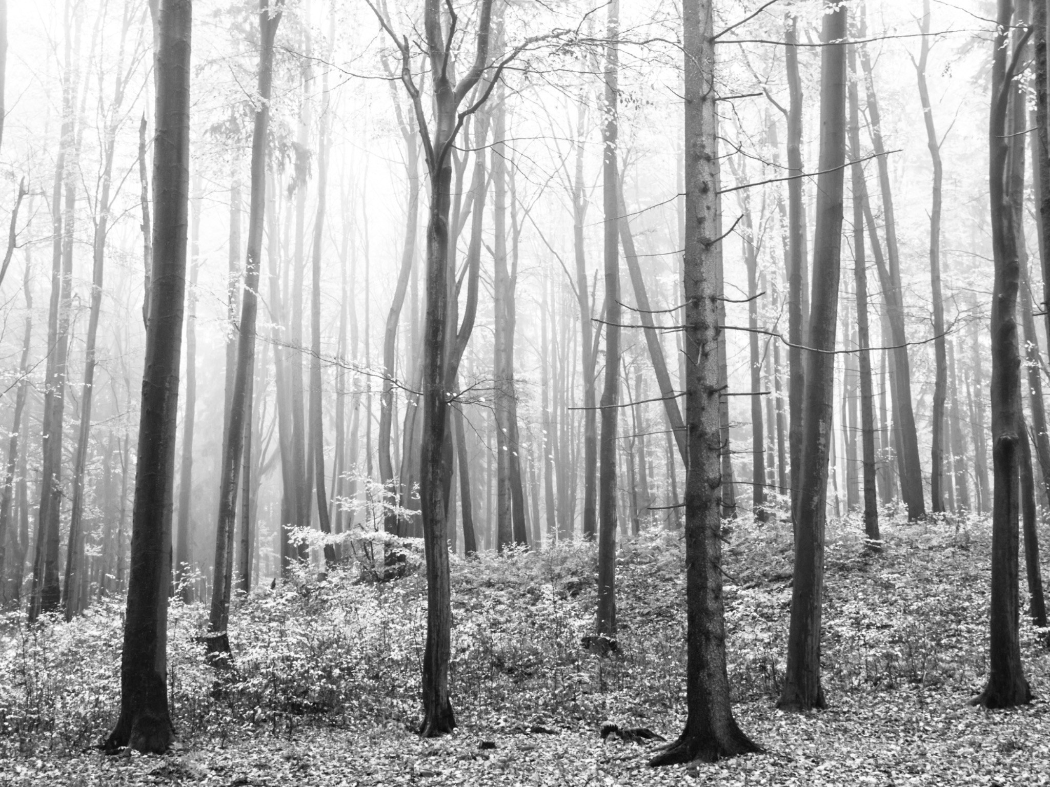 Misty Pines wall mural – LH Lifestyle